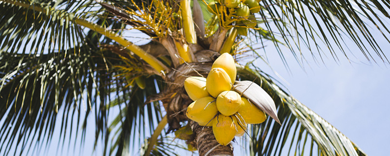 椰子树传播种子的方式很特殊(椰子树通过什么传播种子)