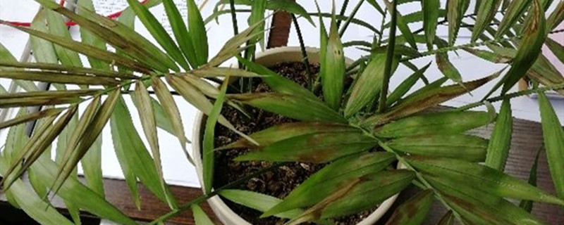 袖珍椰子叶子有白斑是什么原因(袖珍椰子的叶子上白色斑)
