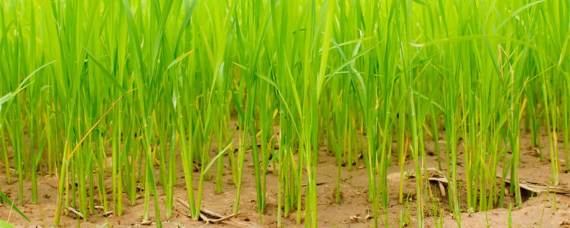 自制花盆里种水稻,盆栽水稻步骤