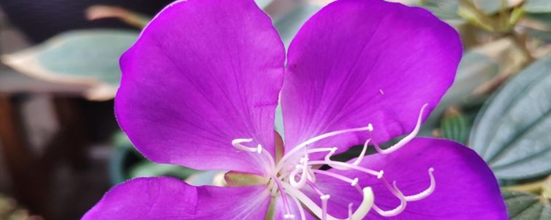 紫蝴蝶的养殖方法和注意事项 盆栽(紫蝴蝶花 怎么养啊)