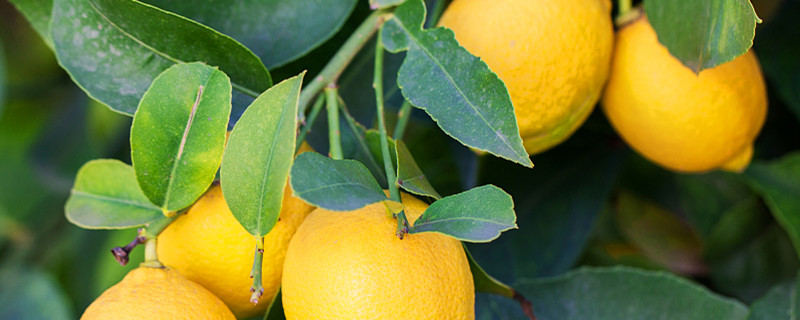 盆栽柠檬树叶边缘发黄是什么原因(柠檬树叶子发黄是什么原因)