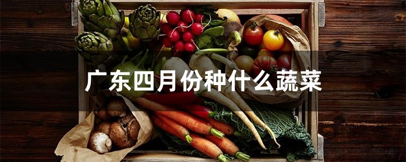 广东四季种植的蔬菜(广东一年四季都可以种的蔬菜)