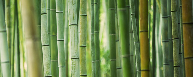 种植竹子的方法(竹子种植时间和方法)