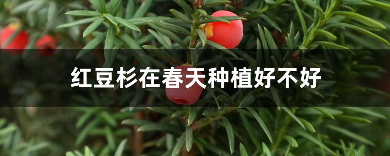 红豆杉在什么季节种植(红豆杉什么时候种植最好)