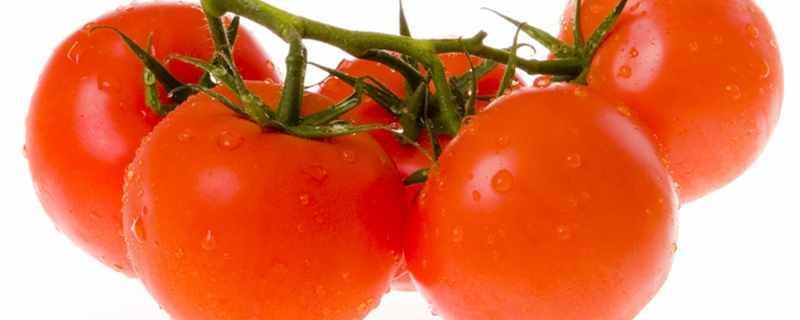 番茄种子育苗方法全过程,番茄种子育苗方法全过程图片