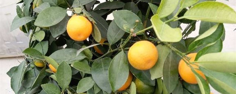 橘子树的养殖方法(橘子树盆栽的养殖方法和注意事项)