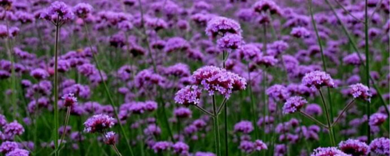 紫色马鞭草的花语和寓意,马鞭草的花语和寓意