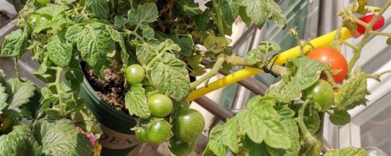 西红柿打尖去叶方法(番茄摘心打叶技术图解)