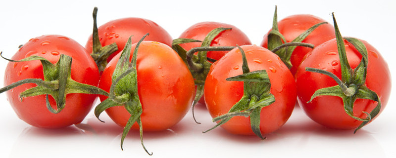矮生番茄怎么种植(盆栽番茄的种植方法)