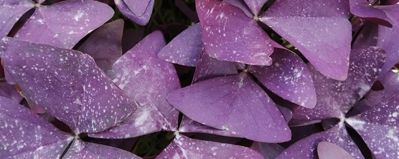 紫叶酢浆草叶子蔫了(紫叶酢浆草为什么蔫了)
