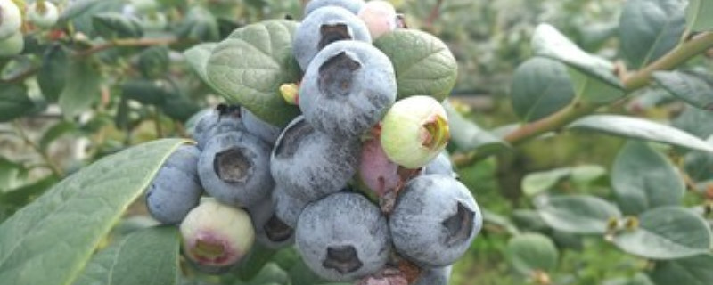 蓝莓在北方冬天可以室外过冬吗(蓝莓室外过冬可以吗)