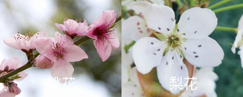桃花和梨花的区别,桃花和梨花的区别图解