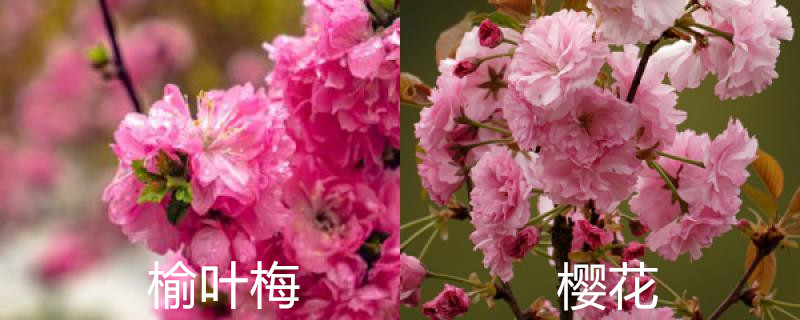 榆叶梅和樱花的区别(梅花与樱花的区别)