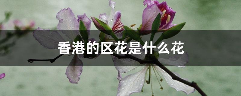香港的区花是什么花朵(香港的区花是什么花图片)