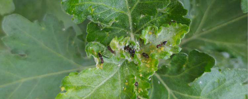 家里的绿植有小黑飞虫怎么除,绿植里面黑色的小飞虫如何解决