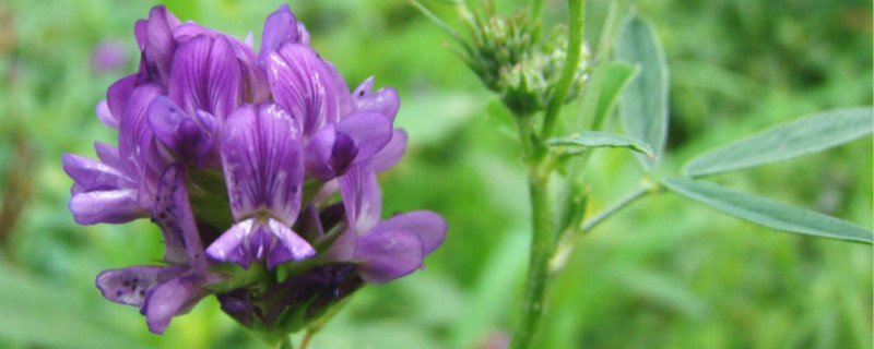 紫花苜蓿一年收割几次(紫花苜蓿多长时间收割一次)