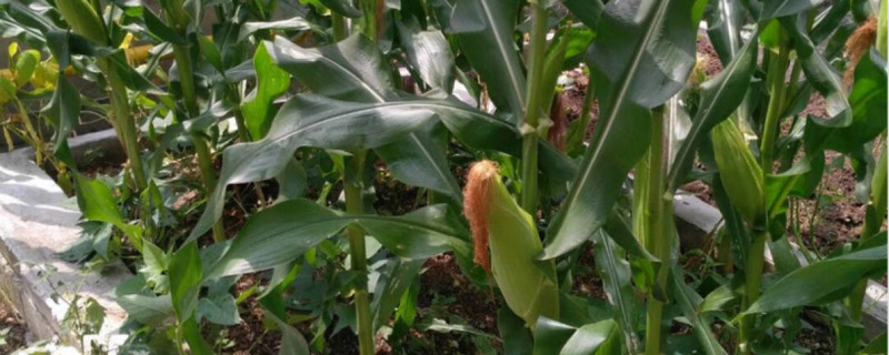 玉米最早几月份可以种植(玉米早的几月份可以种)