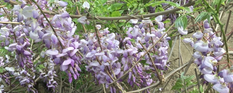 紫藤一年开几次花(紫藤一年开几次花花期多长)