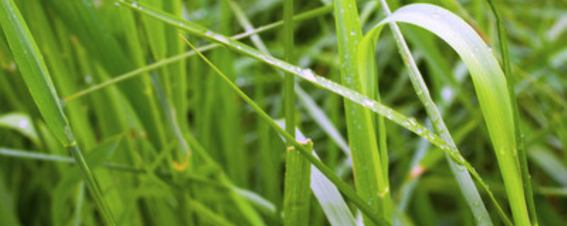 珍珠草种子怎样种在假山上,假山珍珠草草籽怎么种