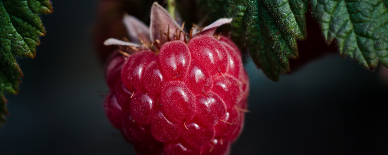 树莓跟覆盆子是一种吗(覆盆子和树莓有什么区别)