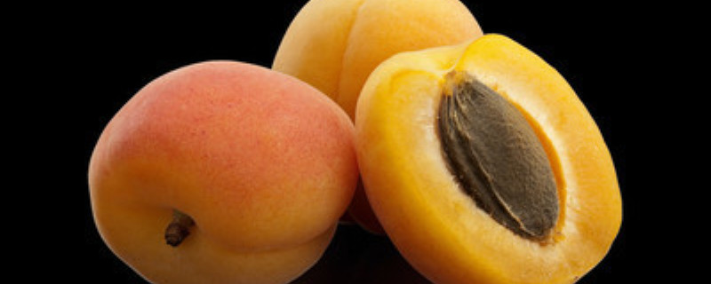 杏核能种出杏树吗,杏核种出的杏树需要嫁接吗