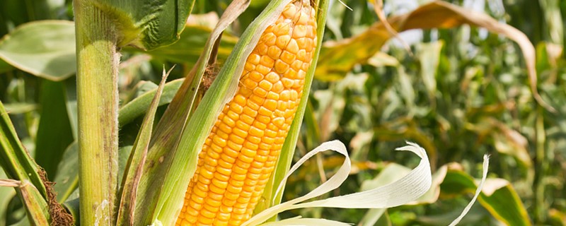 夏季玉米什么时候种最合适2020年(春季玉米什么时候种最合适)
