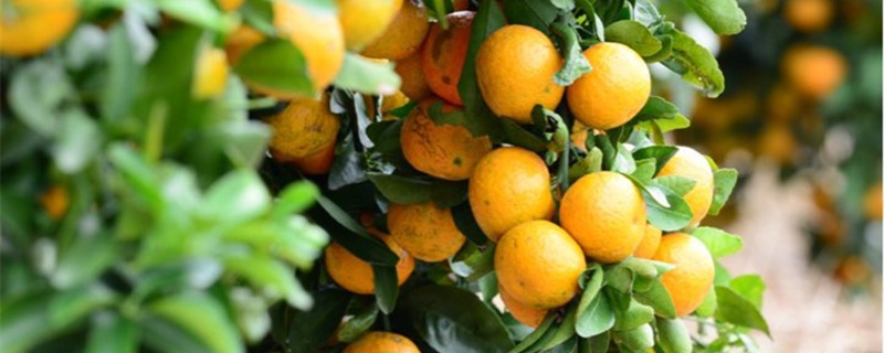 挂果的柑橘树怎么施肥,沙糖桔摘果后施什么肥
