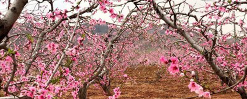 桃树是先开花后长叶吗(桃树打农药的时间表)