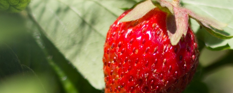 阳台种草莓为什么很小,自己种的草莓为什么小