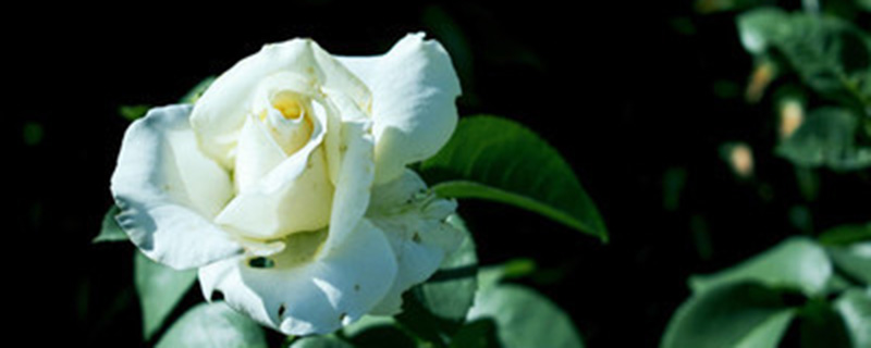 白色玫瑰代表什么意思啊(男生送女生白色玫瑰代表什么)