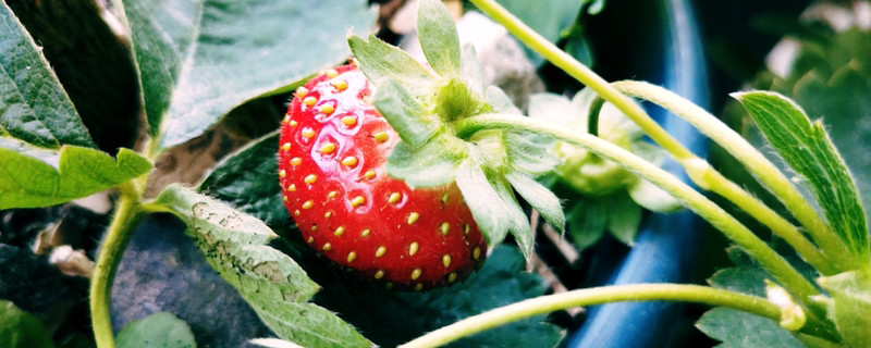 北方冬天草莓苗在室外会冻死吗(草莓苗冬季在外面怕冻吗)