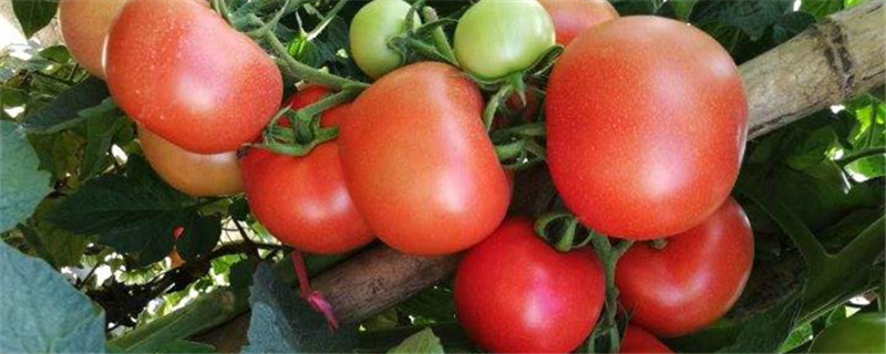 西红柿是什么季节的蔬菜?(西红柿是几月份的蔬菜)
