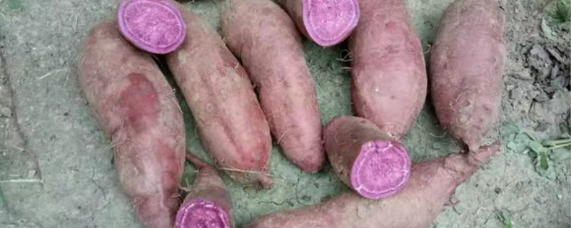 紫薯是什么季节的食物(紫薯是哪个季节的)
