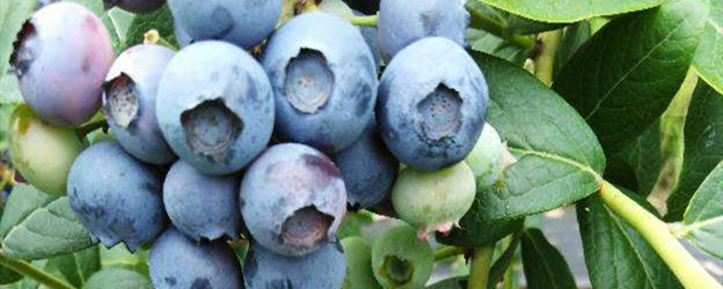 绿宝石蓝莓品种介绍与春高哪个价格高(蓝莓绿宝石品种特点)