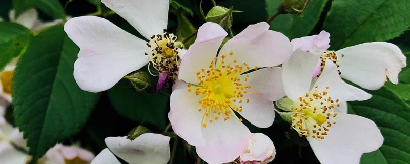 蔷薇科植物的主要特征有哪些(蔷薇科植物的主要特征和代表植物)