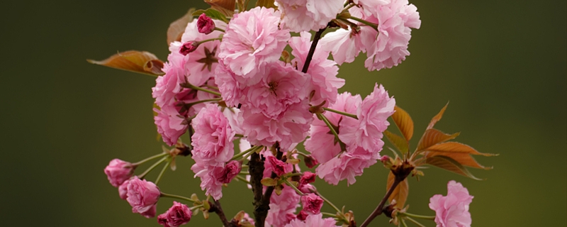 北海道樱花开放时间在几月份(北海道樱花开放时间为什么比九州迟一个月)