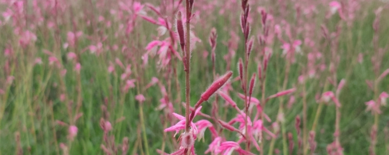 粉红色的网红草叫什么名字(粉红色的网红草叫什么草啊)