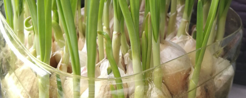 水培大蒜生长过程步骤图,大蒜水培发芽过程
