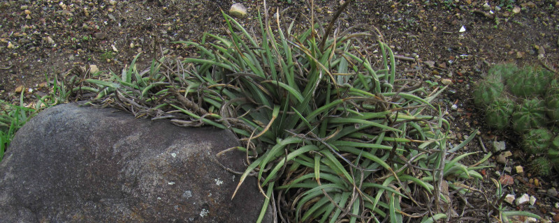 龙舌兰科植物(鸟舌兰用什么植料种)