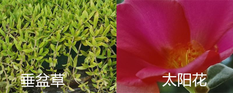 垂盆草和太阳花的区别图片(垂盆子和垂盆草一样吗)