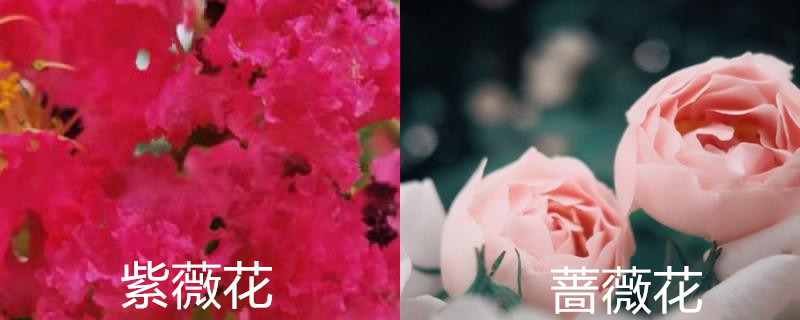 紫薇花和蔷薇花的区别图片(蔷薇和紫薇有什么区别)