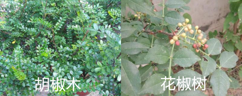 胡椒树和花椒树有什么区别(花椒木和花椒树是一样的吗)