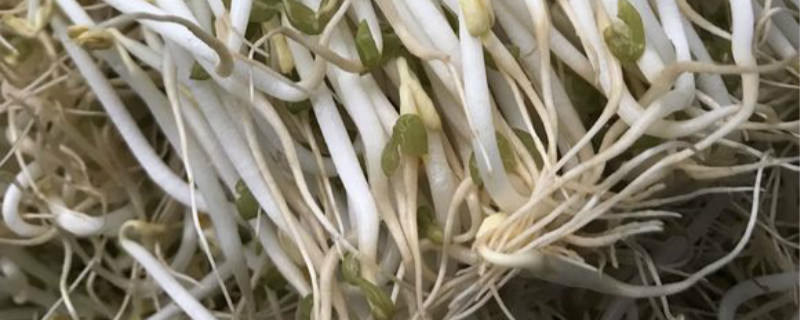绿豆芽的根会朝着什么方向生长?,绿豆芽的根系会向有水的方向生长