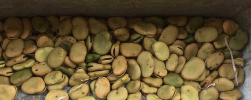 罗汉豆与蚕豆的区别(豌豆和罗汉豆的区别)