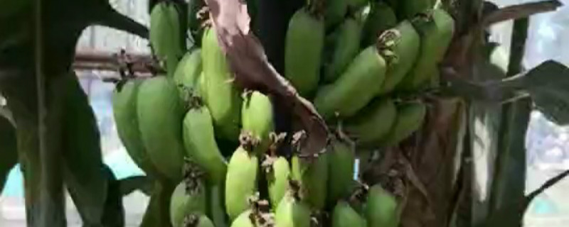 在家怎么种香蕉(自己家里怎么种香蕉)