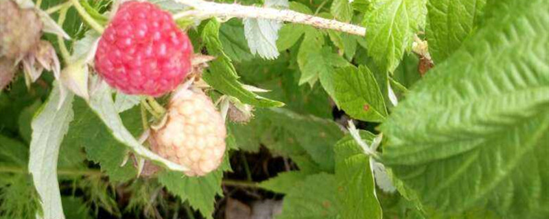 树莓可以在阳台种植吗(树莓怎么养)