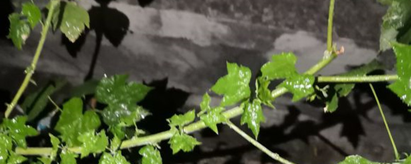 垂花悬铃花繁殖方法(悬铃花是什么花序)