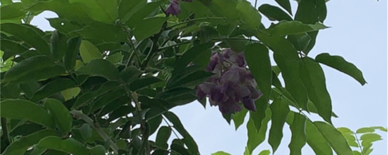 紫藤花的果实(紫藤的果实是什么类型)