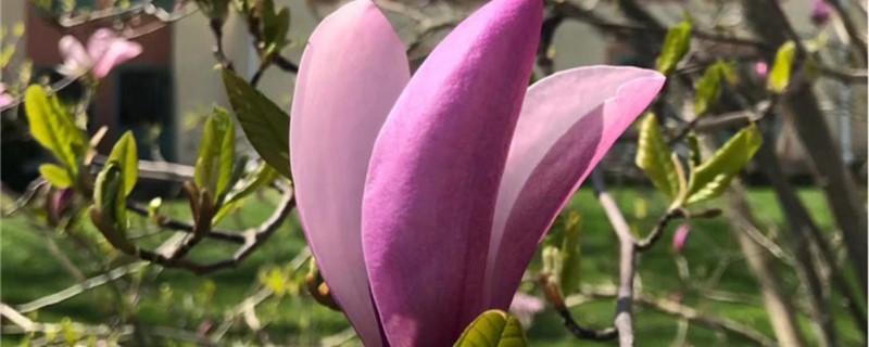玉兰花的果实(紫玉兰开花)