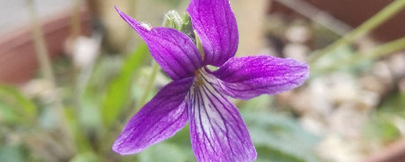 紫花地丁什么时候开花(紫花地丁一年开几次花)